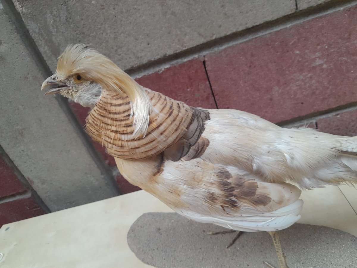 Albino Golden Pheasant (chrysolophus Pictus) Taxidermy-photo-3