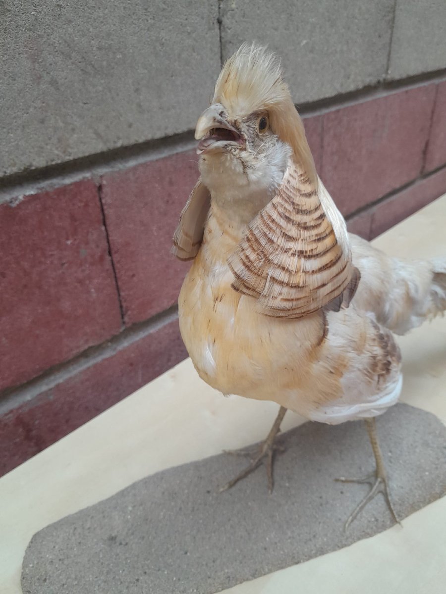 Albino Golden Pheasant (chrysolophus Pictus) Taxidermy-photo-3