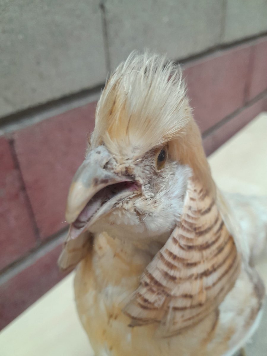 Albino Golden Pheasant (chrysolophus Pictus) Taxidermy-photo-4