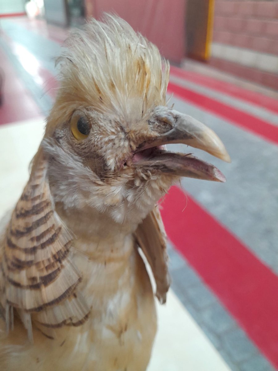 Albino Golden Pheasant (chrysolophus Pictus) Taxidermy-photo-5