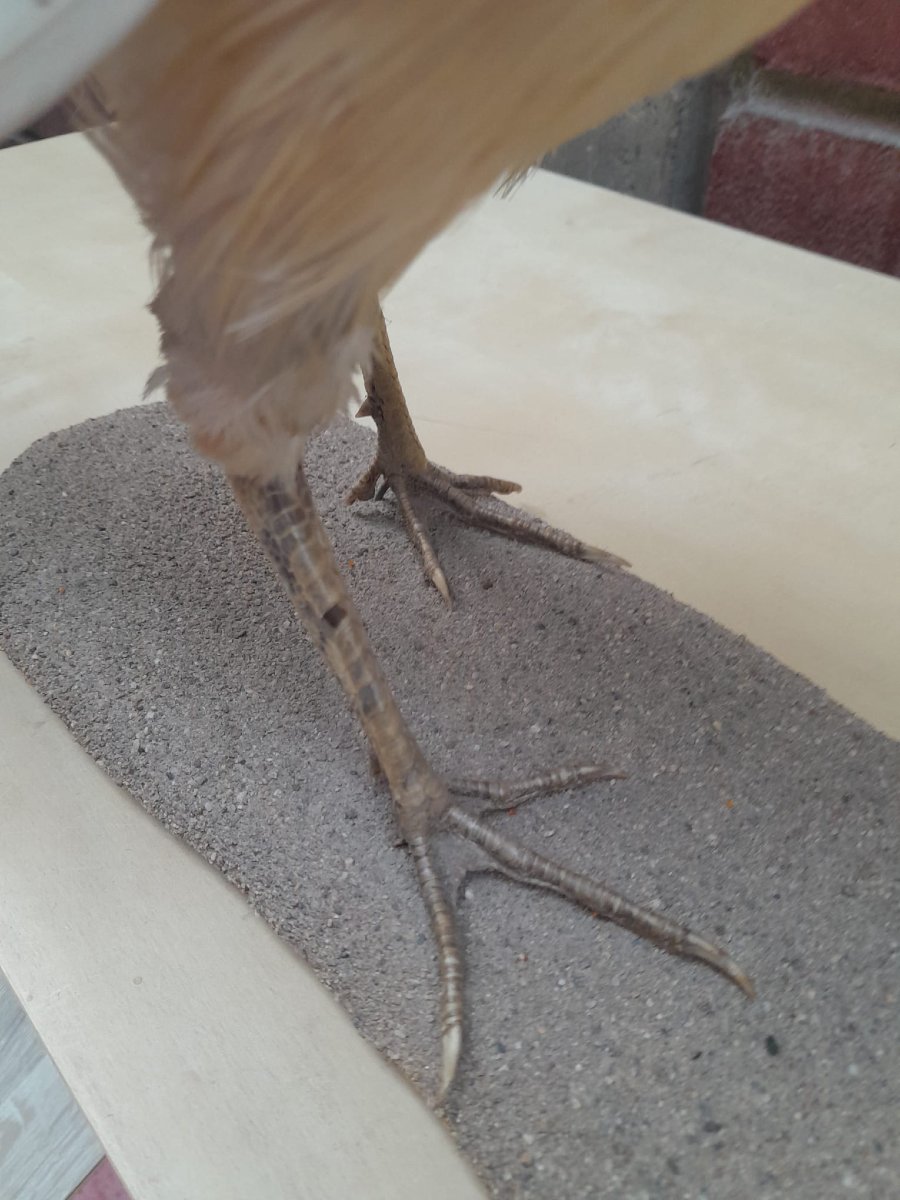 Albino Golden Pheasant (chrysolophus Pictus) Taxidermy-photo-6