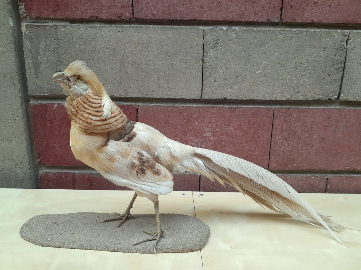 Albino Golden Pheasant (chrysolophus Pictus) Taxidermy