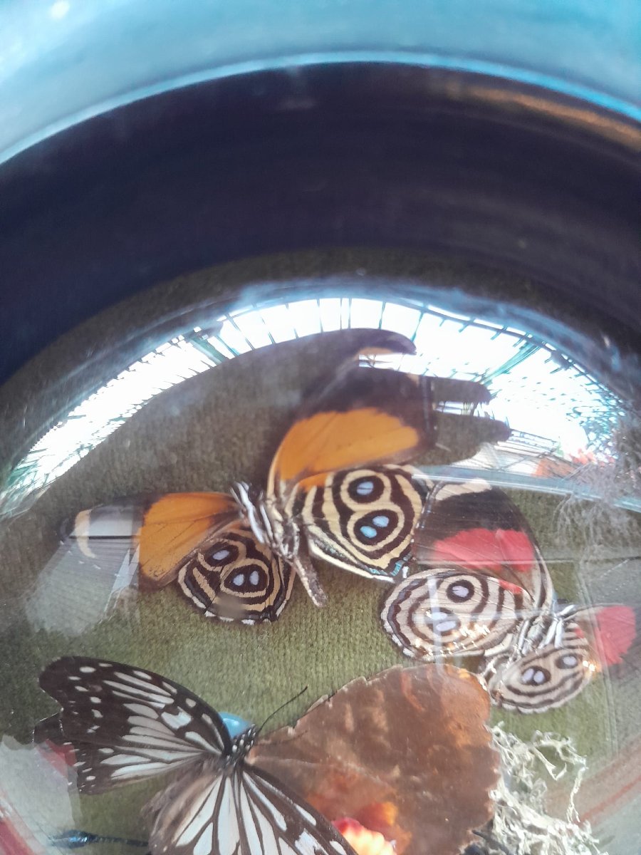 Cadre entomologique decoratif, Napoléon III-photo-3