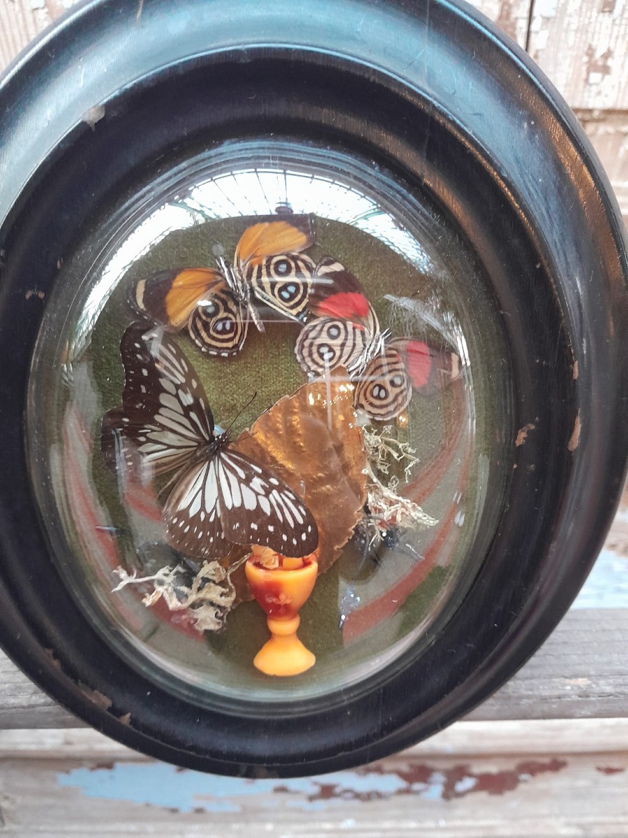 Cadre entomologique decoratif, Napoléon III