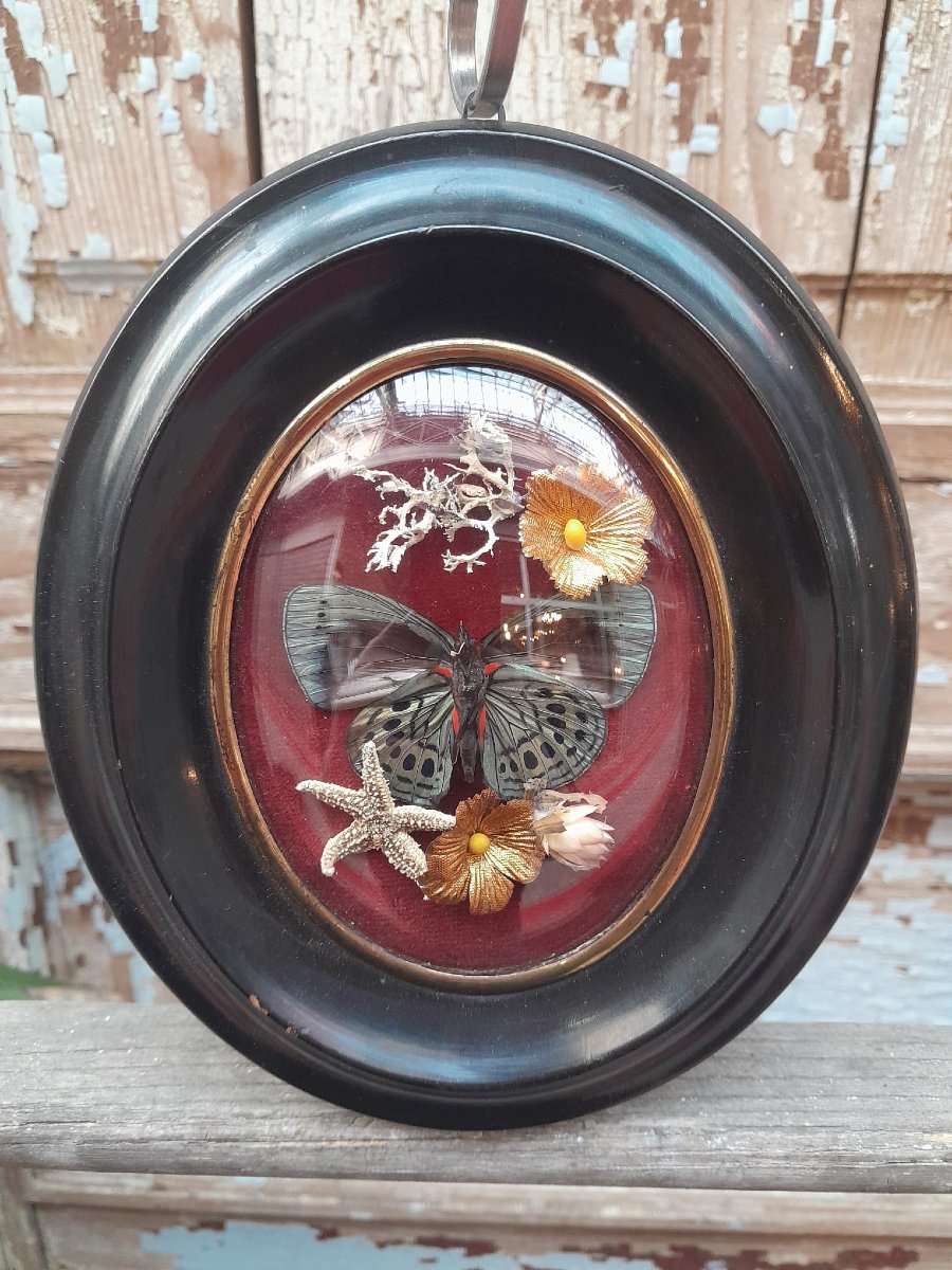 Cadre entomologique décoratif, Napoléon III-photo-1