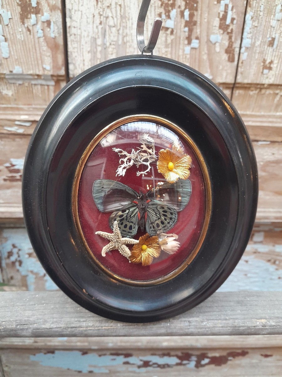 Cadre entomologique décoratif, Napoléon III