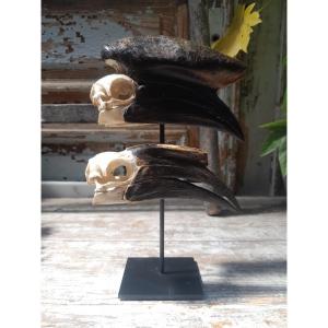 Skulls Of A Pair Of Black-helmeted Hornbills (ceratogymna Atrata)