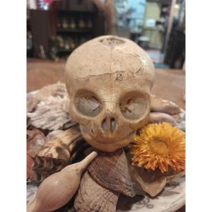 Anatomical Model By Dr. Auzoux, Papier-mâché Fetal Skull, Auzoux Workshops, 1935