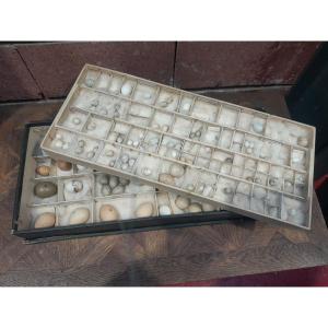 Collection d'œufs, début XXÈME, 64 espèces