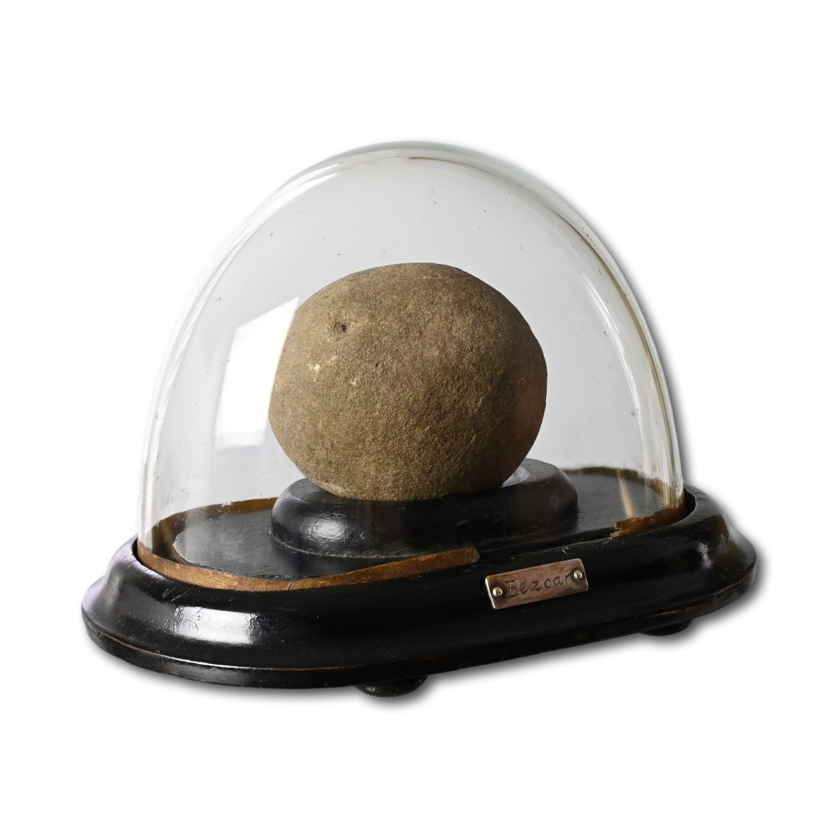A Bezoar Stone In A Glass Dome.  English, 19th Century.-photo-2
