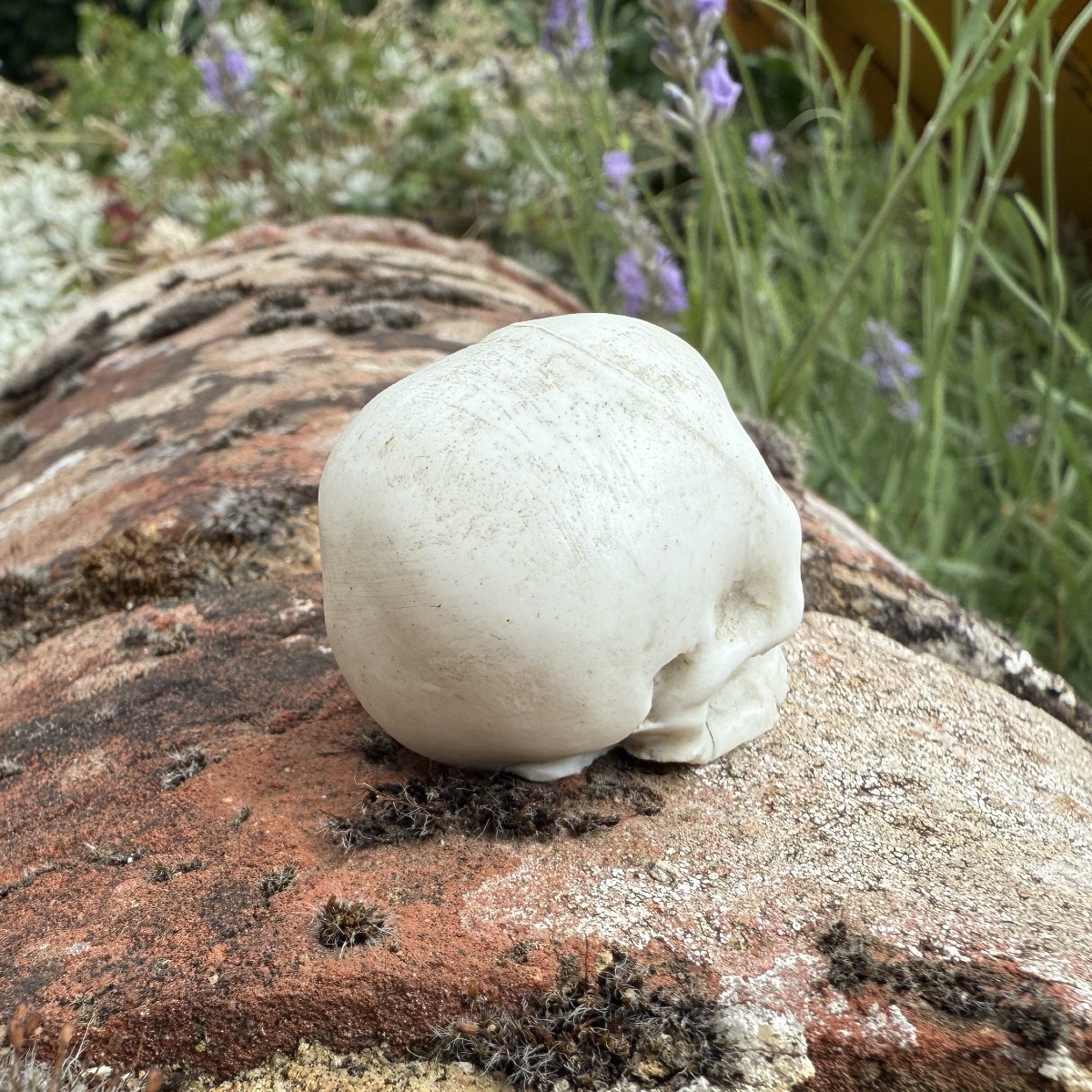 Porcelain Memento Mori Skull. Germany Or France, Second Half Of The 18th Century.-photo-3