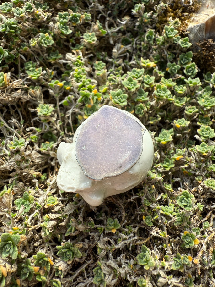 Boîte à pilules en porcelaine montée sur argent en forme de crâne.  Début du XIXe siècle.  -photo-2