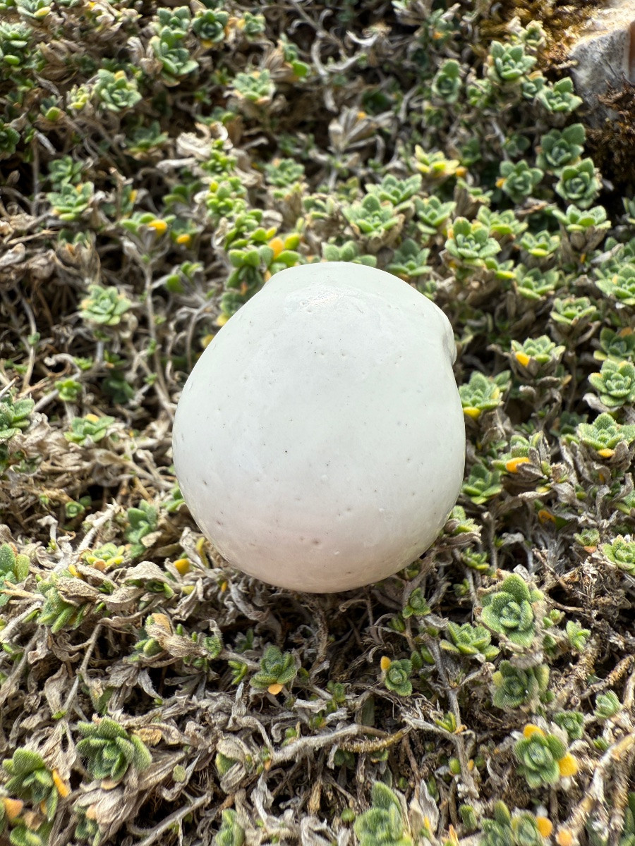 Boîte à pilules en porcelaine montée sur argent en forme de crâne.  Début du XIXe siècle.  -photo-8