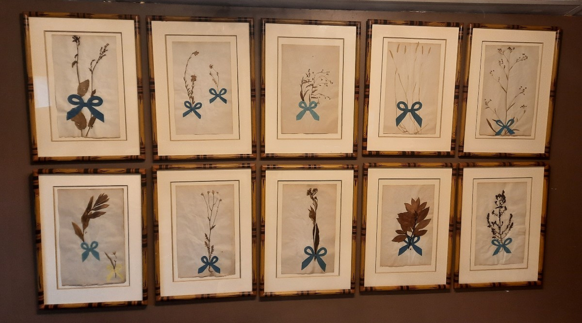 Set Of 10 Framed Bamboo-style Herbariums 