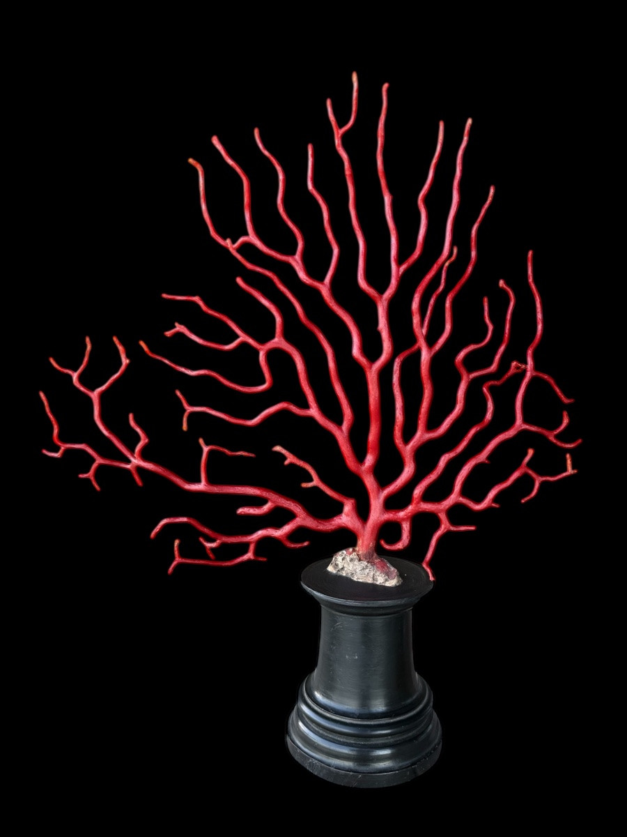 Grande branche de corail rouge (Corallium rubrum) sur socle en ébène – 19e siècle-photo-1
