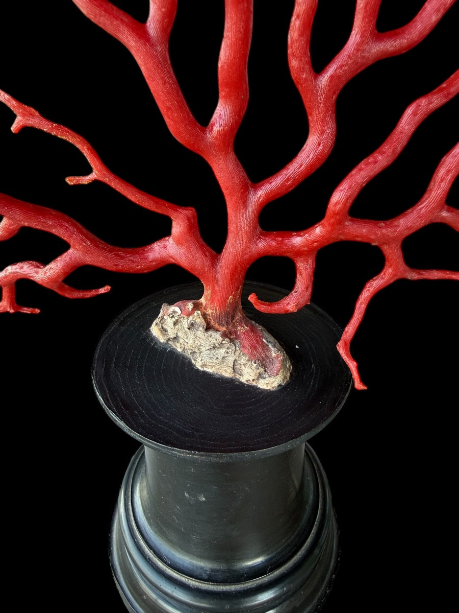 Grande branche de corail rouge (Corallium rubrum) sur socle en ébène – 19e siècle-photo-2