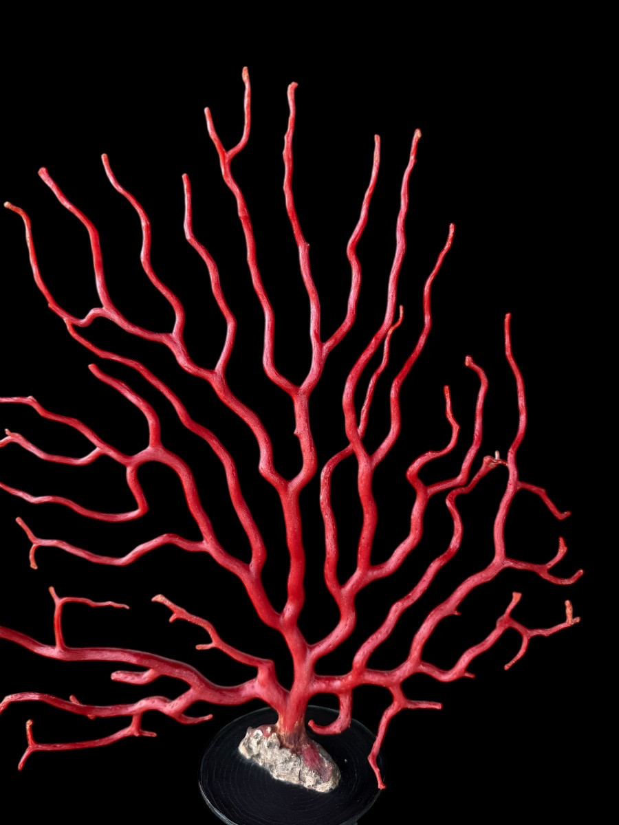 Grande branche de corail rouge (Corallium rubrum) sur socle en ébène – 19e siècle-photo-3