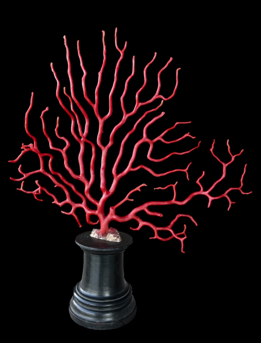 Grande branche de corail rouge (Corallium rubrum) sur socle en ébène – 19e siècle