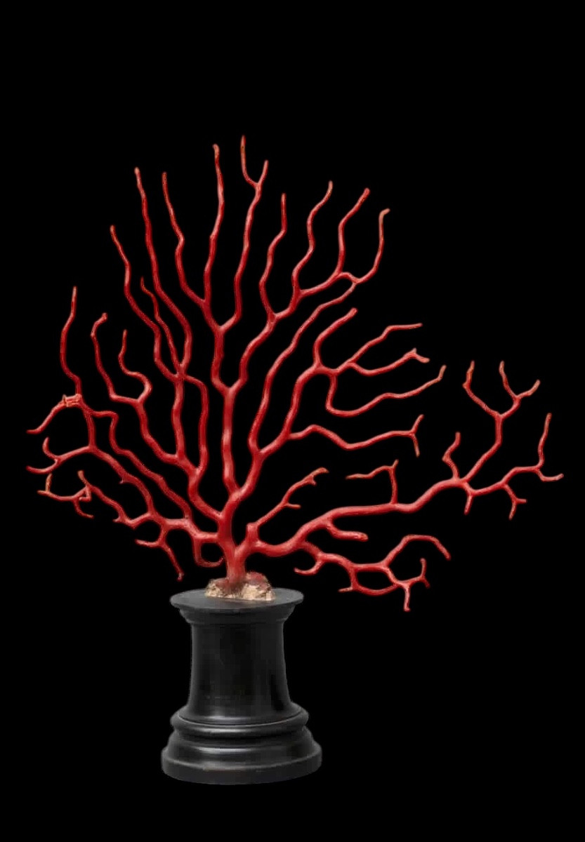 Large Branch Of Red Coral (corallium Rubrum) On An Ebony Base – 19th Century