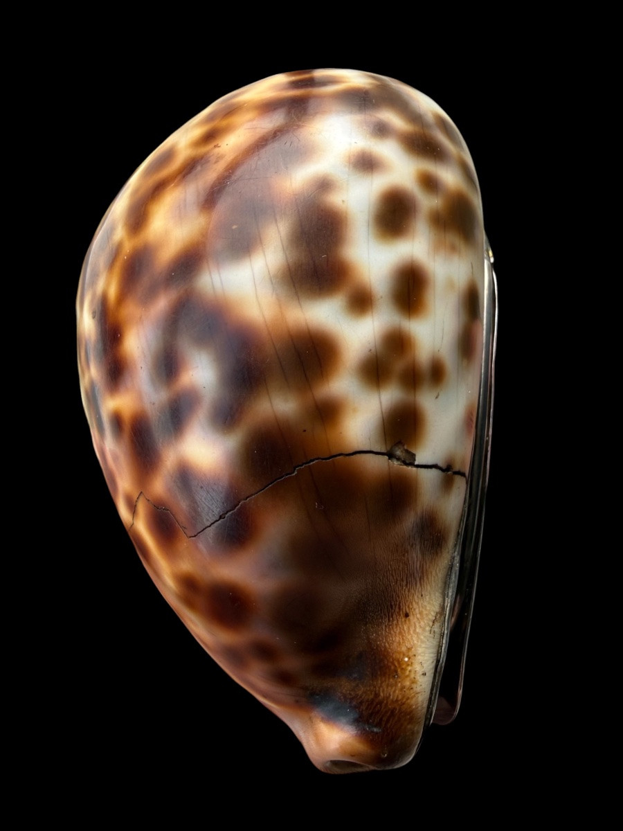 Boîte de tabac/tabatière en coquillage et argent massif - Écossais - 18e siècle-photo-3