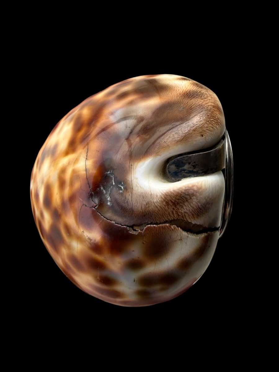 Boîte de tabac/tabatière en coquillage et argent massif - Écossais - 18e siècle-photo-4