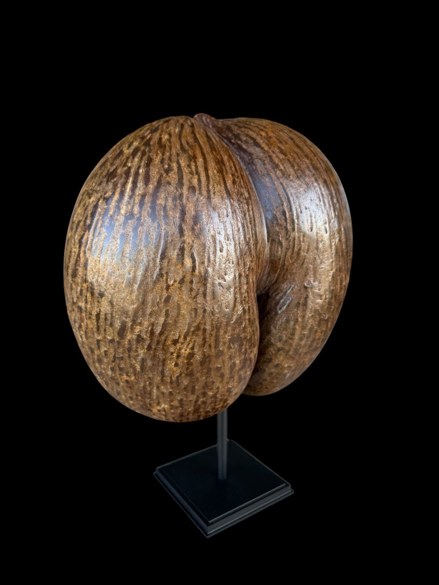 Coco de mer ou ‘Coco Fesse’ sur socle - Îles de Seychelles - 20e siècle-photo-1