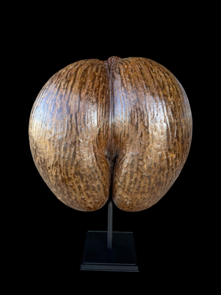 Coco de mer ou ‘Coco Fesse’ sur socle - Îles de Seychelles - 20e siècle