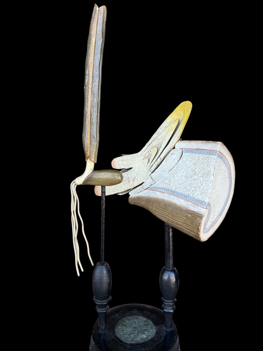 Set Of 3 Pedagogical Botanical Models By Robert Brendel - Circa. 1900-photo-3