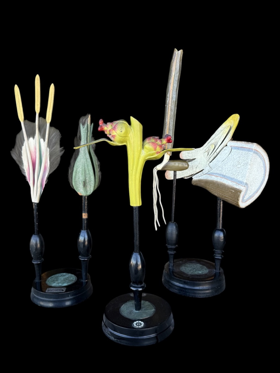 Set Of 3 Pedagogical Botanical Models By Robert Brendel - Circa. 1900