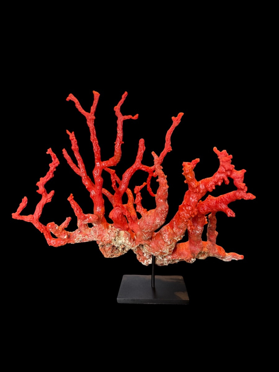 Piece de corail rouge ‘Corallium Rubrum’ sur socle - Italie - 20e siècle-photo-1