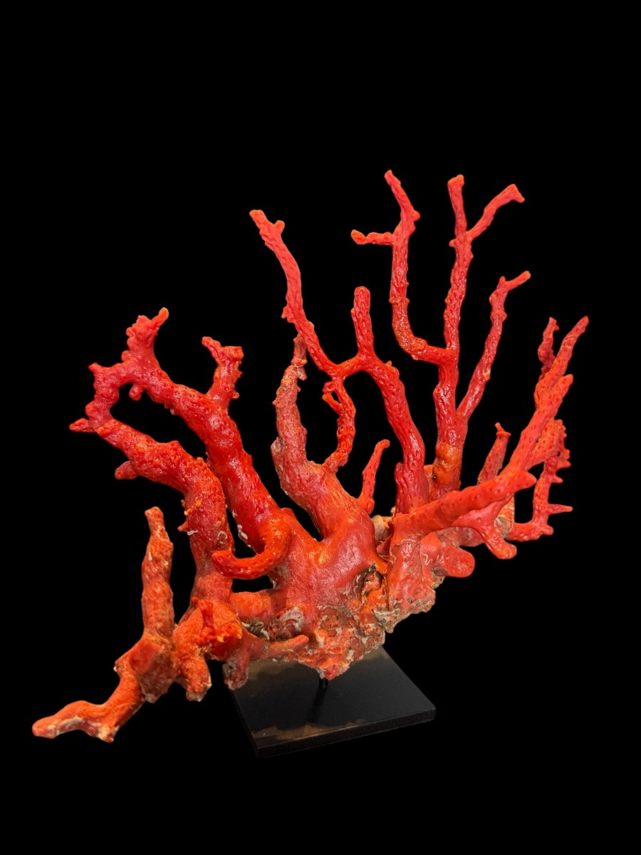 Piece de corail rouge ‘Corallium Rubrum’ sur socle - Italie - 20e siècle-photo-2