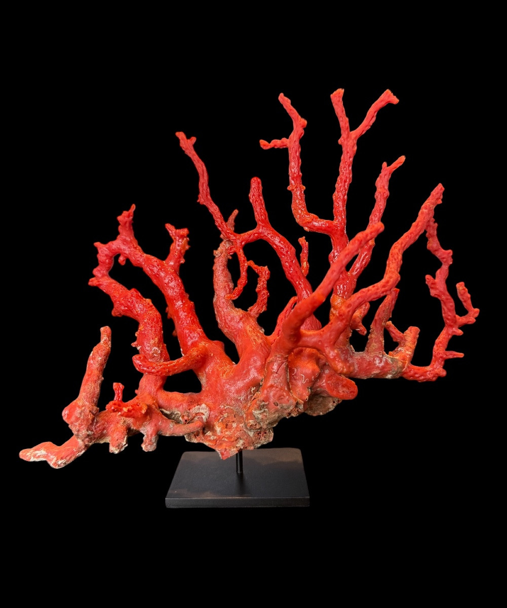 Piece de corail rouge ‘Corallium Rubrum’ sur socle - Italie - 20e siècle