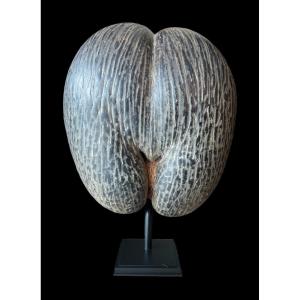 Magnificent Symmetrical Coco De Mer 'coco Fesse' From The Seychelles Islands With Pedestal