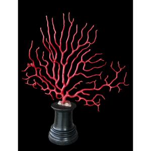 Grande branche de corail rouge (Corallium rubrum) sur socle en ébène – 19e siècle