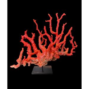 Piece de corail rouge ‘Corallium Rubrum’ sur socle - Italie - 20e siècle