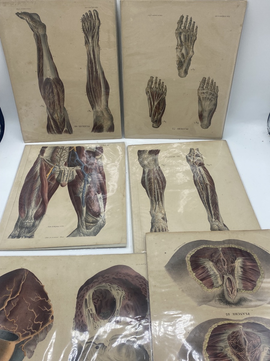A Series Of 24 Anatomical Plates From The 19th Century -photo-2