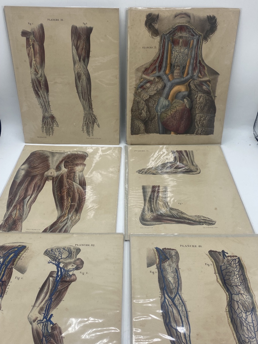 A Series Of 24 Anatomical Plates From The 19th Century -photo-3