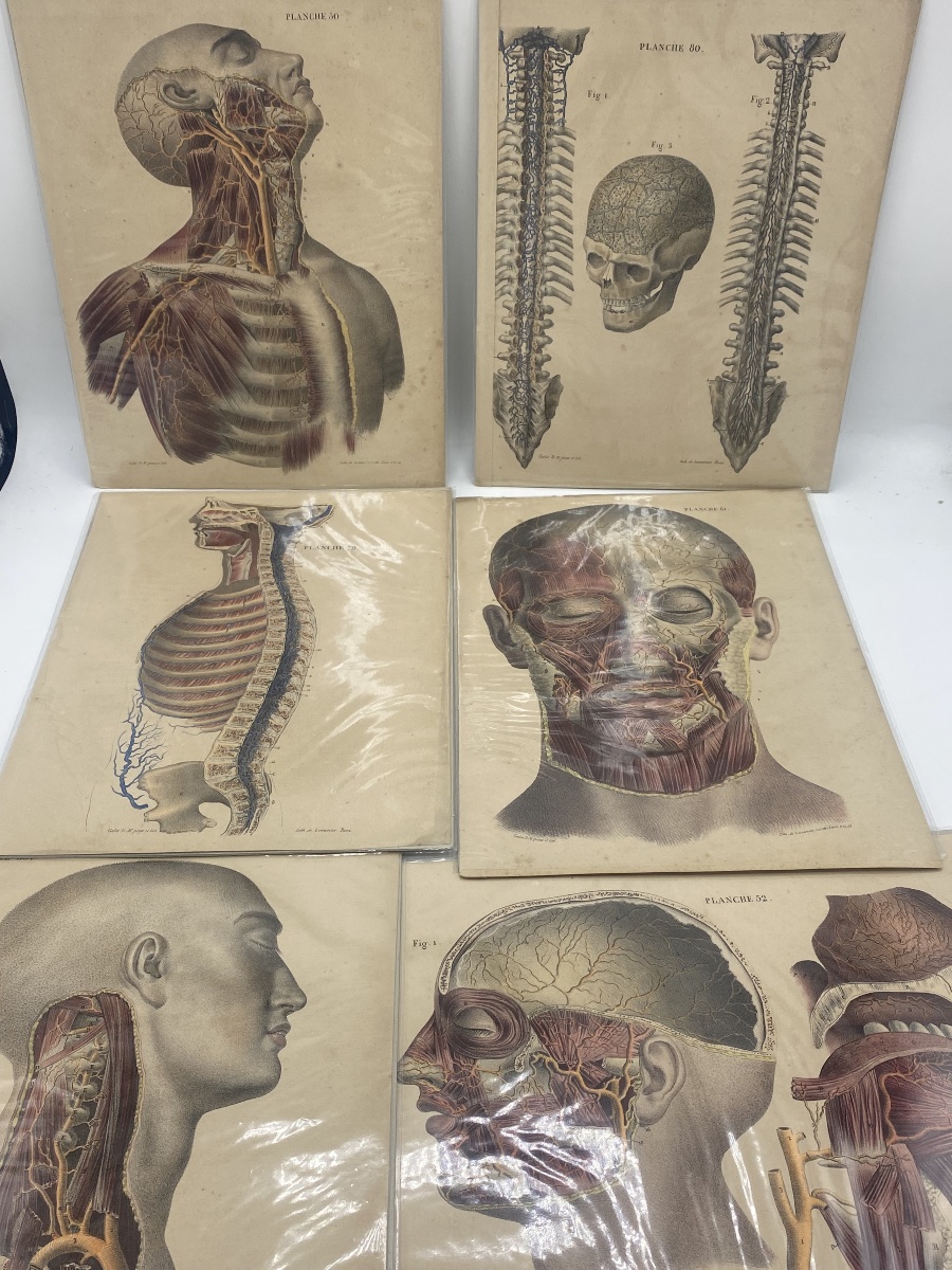 A Series Of 24 Anatomical Plates From The 19th Century -photo-4