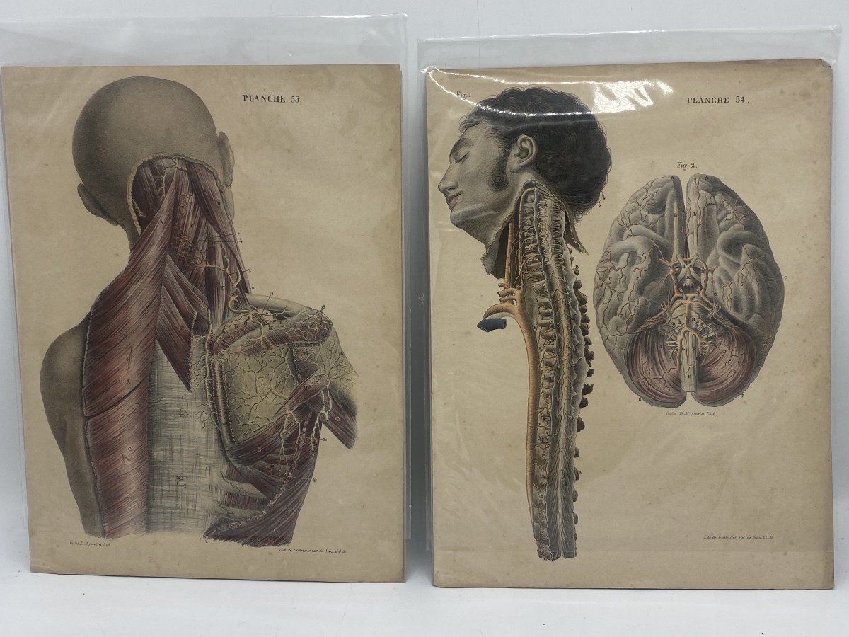 A Series Of 24 Anatomical Plates From The 19th Century -photo-1