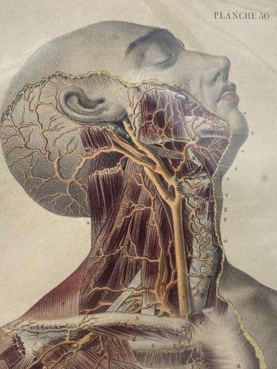 A Series Of 24 Anatomical Plates From The 19th Century -photo-2
