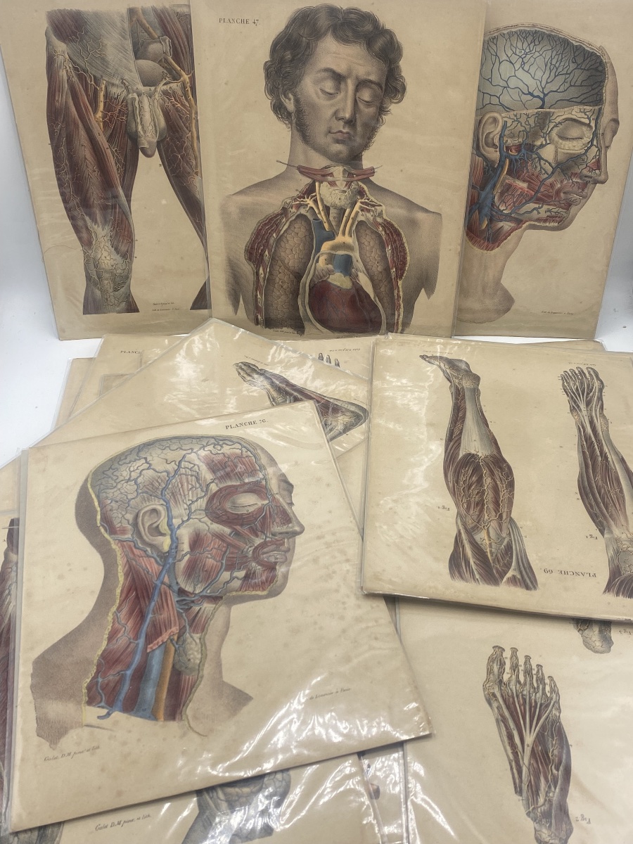 A Series Of 24 Anatomical Plates From The 19th Century 