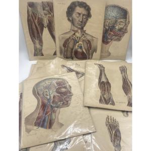 A Series Of 24 Anatomical Plates From The 19th Century 