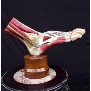 Sculpture anatomique d'un pied 