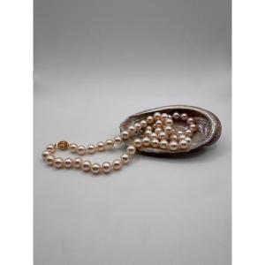 Collier perles de culture akoya, fermoir or jaune 18 carats, XXème siècle