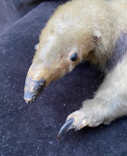 Tamandua Tétradactyle dit Fourmilier à Collier-photo-2