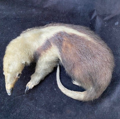 Tamandua Tétradactyle dit Fourmilier à Collier