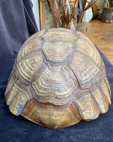 Proantic: Very Large Sand Turtle Shell