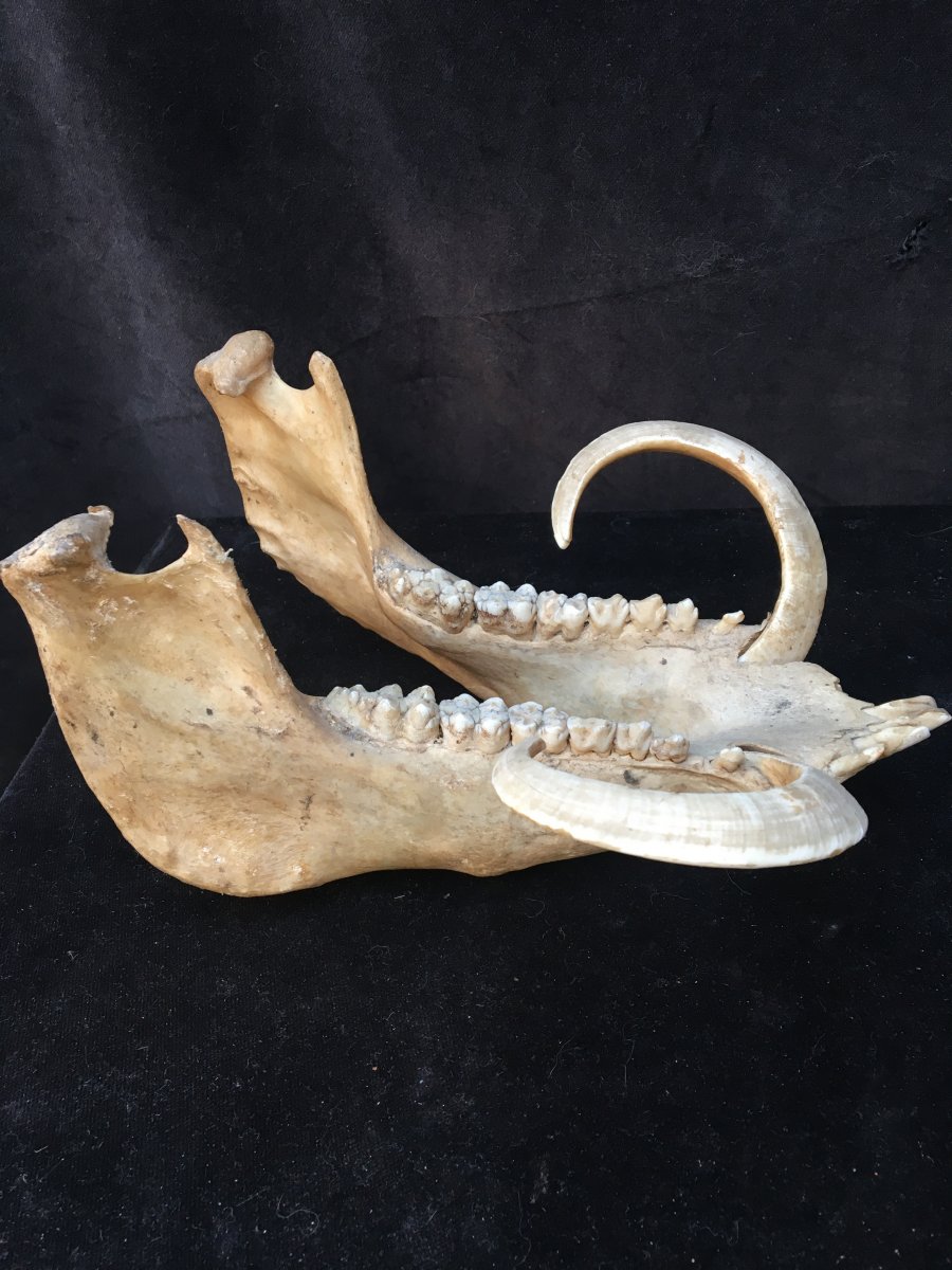 Babirussa Mandible-photo-2