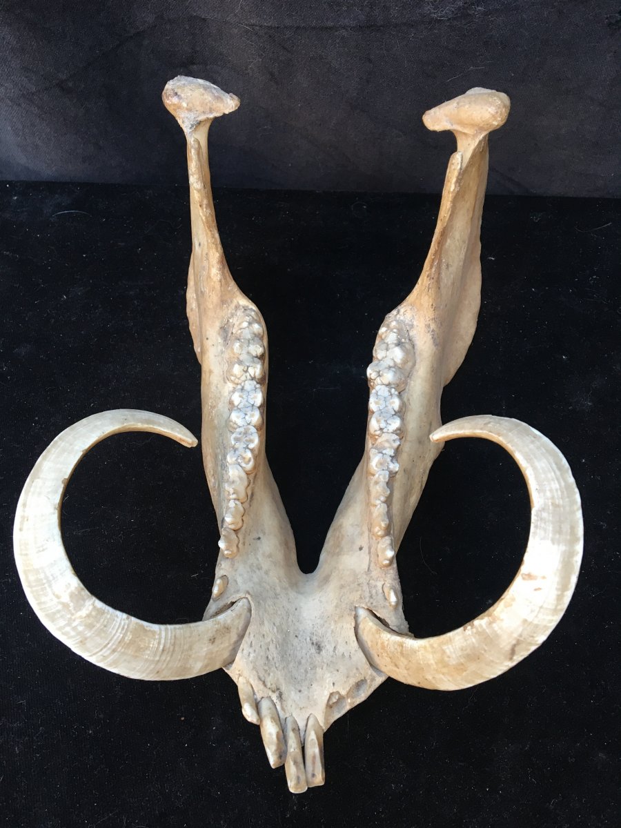 Babirussa Mandible