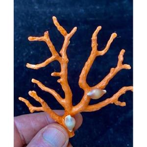Corsican Red Coral